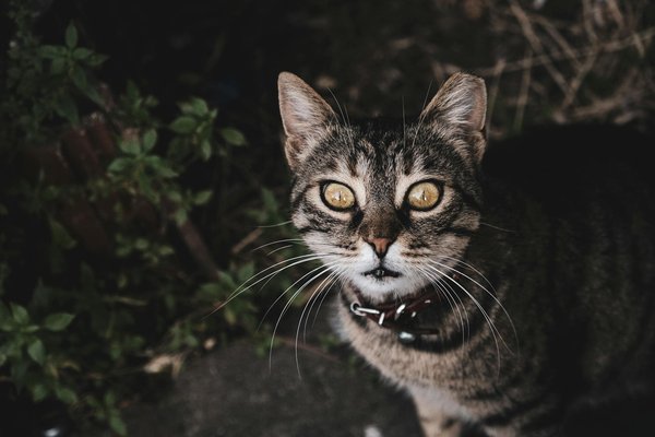 Gabriella vico: dal campo alla formazione per il benessere e la tonificazione